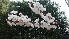 洁白的杏花图片桌面壁纸 #采集大赛#
