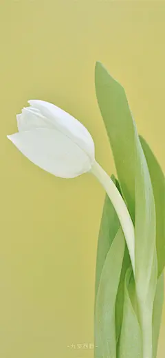 春暖花开，简约冷淡风爱壁纸平铺锁屏可爱小清新