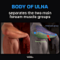 Body of Ulna