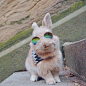 生活在纽约的Miffy，让人认认真真的羡慕一只兔 ​​​​