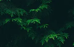 绿松叶3440x1440护眼壁纸