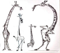 craig-kellman-giraffe.jpg (400×354)