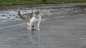 一只站在冰上的猫咪，被动作蠢哭了~\(≧▽≦)/~ #GIF#