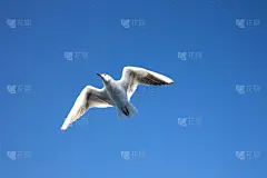 背景分离,天空,蓝色,纯洁,动物主题,自由,野生动物,云,翅膀,自然美