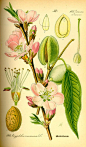 Otto Wilhelm Thomé（1840-1925）是德国的植物学家和植物艺术家，他最为杰出的工作就是《德国、奥地利和瑞士植物图志》。这是一本适于学校和家庭使用的彩绘植物图志，1885年首次印刷，包含700幅彩色手绘图，涉及697种。该书在1903年由Walter Migula补充后再版。书中的插图非常精美，每幅图均给出了所绘植物的拉丁学名和所隶属的科名，差不多每张图除了植物外形图外，都配有花、果的解剖图，这对于我们植物分类学工作者，尤其是对植物学爱好者或高校教师来说具有重要的参考价值。