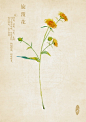 中草药绘本-旋覆花