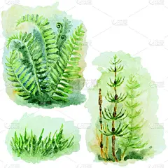一套蕨类灌木，绿色的草和马尾在白色的背景，手绘水彩。