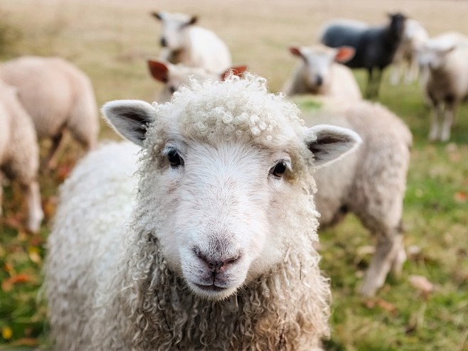 爱尔兰, 羊, 羔羊, 牲畜, 动物, ...