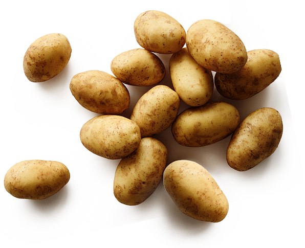 土豆 马铃薯