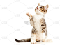 小猫