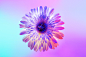 NEON FLOWERS : These images are part of photographic research I did on the theme of flowers for a collaboration with Huawei.I chose to worked only with white flowers and use the power of light to create colours, like painting on a white canvas. Colourful 