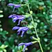 瓜拉尼鼠尾草/深蓝鼠尾草 Salvia guaranitica