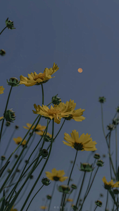 淩望星空采集到花