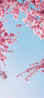 天空 樱花 唯美风景手机壁纸