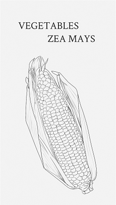 墨染*^_^*采集到植物（插画）