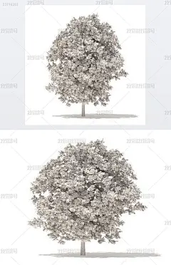 3D模型白橡树3D模型6.3m