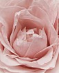 Photo by NONFICTION 논픽션 on June 11, 2024. May be a closeup of peony, rose and text.