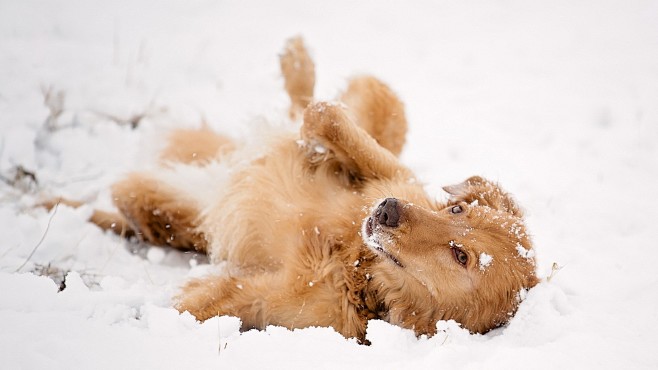 ID-944275-在雪地里玩耍的狗高清...