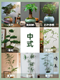 干货分享｜6️⃣种不同客厅风格的绿植搭配 - 小红书