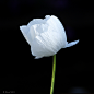 Photograph White Anemone(银莲) on black by Roy Churchill on 500px