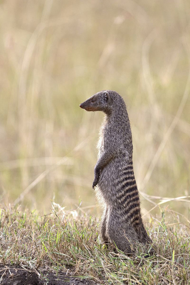 食肉目獴科缟獴