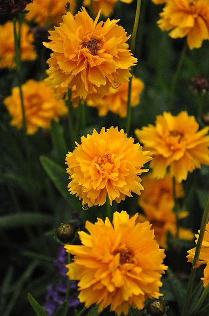 Coreopsis  金鸡菊