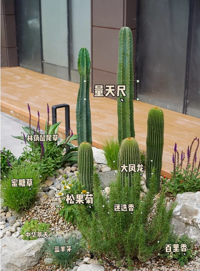 植物配置实景 (105)图片_沙生花园图片素材-花瓣网