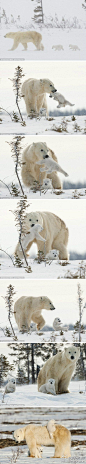  #北极熊#北极熊妈妈和它的两个孩子已经跋涉了50多公里，它们要冒着严寒风雪前往加拿大哈得孙湾觅食。两个小家伙看着有点累了，熊妈妈用嘴叼起一只小熊在空中摆动。小家伙好像在说，妈妈快把我放下。在漫漫迁徙途中，小熊有时会爬到妈妈背上，但大多数时候都跟在妈妈身后。