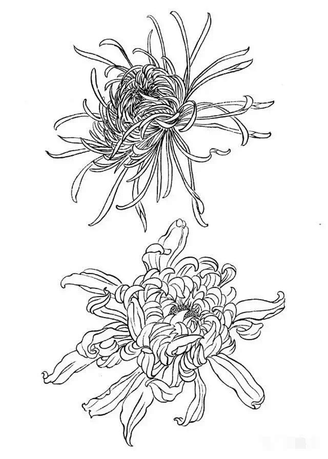 这是我见过最好的工笔菊花画法（附线描画谱...