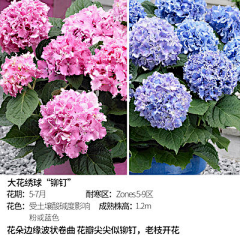 蒺藜JILI采集到植物