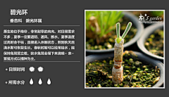 群龙无首_吉采集到植物