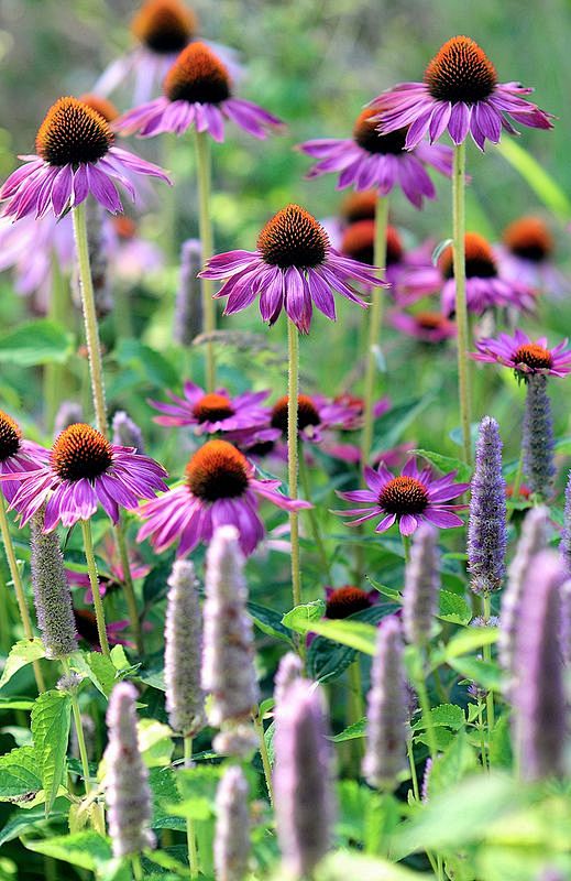 Echinacea purpurea 紫...