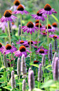 Echinacea purpurea 紫锥菊