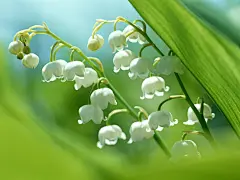 花草壁纸1204*768(壁纸1)_植物壁纸_壁纸下载