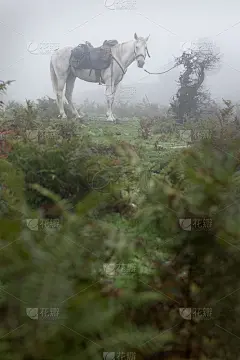 迷雾森林里的马_5258169752