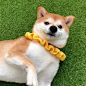 小柴犬太想揉啦！​​​