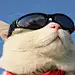 猫柒~
