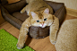 【Hosico Cat】（俄罗斯）