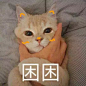 猫咪表情包 萌猫可爱表情带字的图片 _可爱、动漫图片_窝窝QQ网