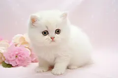有趣的淘气小猫咪图片
