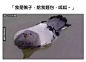 沙雕图 (75)