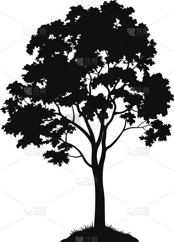 枫树轮廓