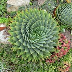 Alice彩虹采集到多肉植物