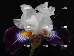 开花 美丽的花朵 花壁纸 自然 植物学 颜色 丰富多彩的 装饰性的