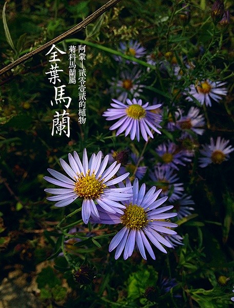 阿蒙的相册-阿蒙的贰零壹贰植物（第叁季）