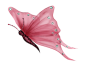 蝴蝶