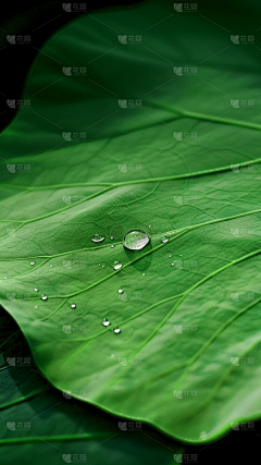 花瓣素材-其他采集到特写