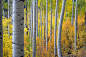 coloredmondays:

Fall in Colorado
