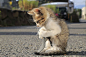 写真　<b>猫がくるみをまわすよう</b><br>
意味：ちょっかいを出したりじゃれつくこと。<br>
猫は動くものに敏感に反応します。丸いくるみや毛糸の玉などに対しても、野生の血が騒ぐのでしょう。猫の名前の代表といえば「タマ」ですが、「玉にじゃれるから」という説もあります