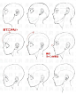 各种角度的头部透视！快来学习收藏吧！软件笔… - 半次元 - ACG爱好者社区